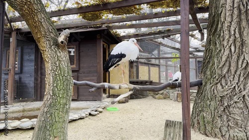 Birds on branches in an outdoor habitat area