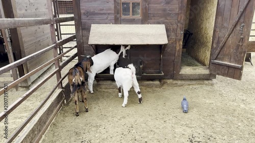 Goats feeding near their barn at farm