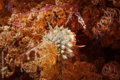 Slika na platnu Janolus eximius nudibranch mating on bryozoan colony in Wellington, New Zealand