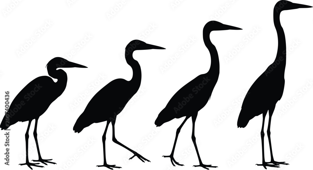 Naklejka premium Collection of black crane bird silhouettes in various standing and walking poses isolated on white background for nature, wetland wildlife, and elegant vector designs.