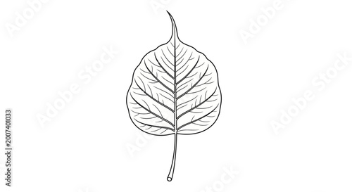 Konstfotografi Detailed drawing of a single leaf.