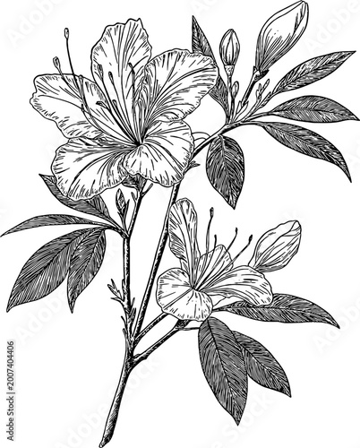 Vintage Botanical Flower Line Art Illustration Vector