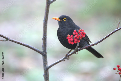 Photos Common Blackbird in a Mediterranean forest in the last light of an autumn day