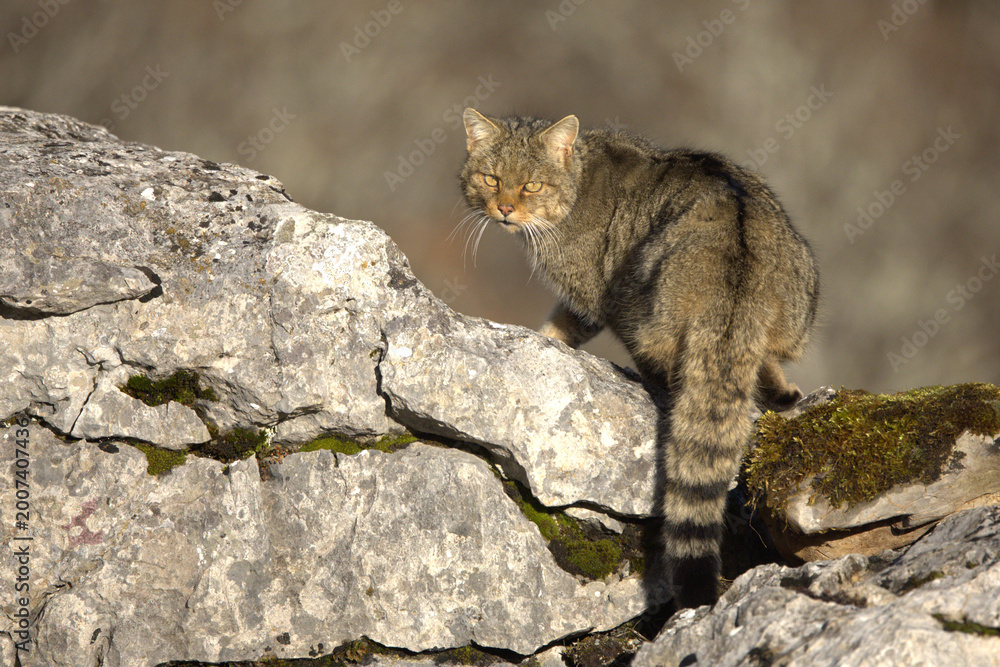 Fototapeta premium Large male European Wildcat in a mountainous area with large rocky areas in an Atlantic deciduous forest at first light on a very cold January day