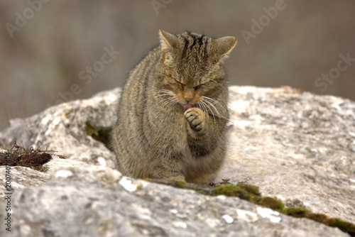 Photography Large male European Wildcat in a mountainous area with large rocky areas in an A