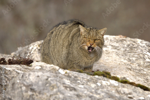 Photography Large male European Wildcat in a mountainous area with large rocky areas in an A