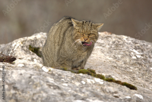 Photography Adult male European Wildcat within its territory in a mountainous area within an