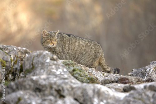 Photography Very old male European Wildcat in a mountainous area in an Atlantic forest of be