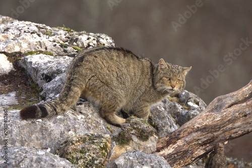 Canvas Print Very old male European Wildcat in a mountainous area in an Atlantic forest of be
