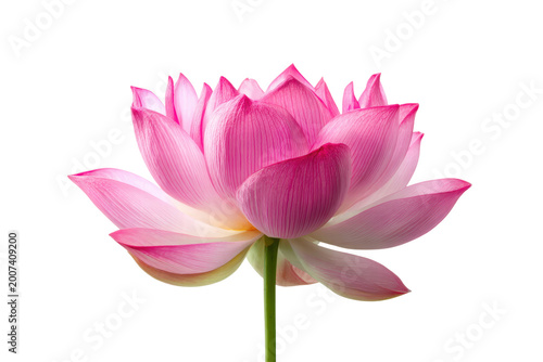 A single pink flower with a green stem. The flower is the main focus of the image and it is the only thing visible. The flower is large and has a lot of detail, png