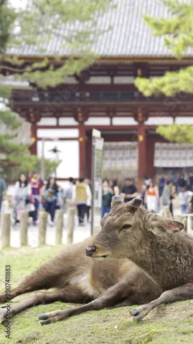 Japanese sika deer resting on grass in front of todaiji temple gate in nara park with blurry people.