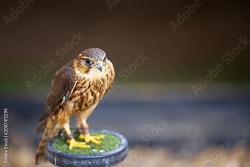 Photography Merlin portrait.