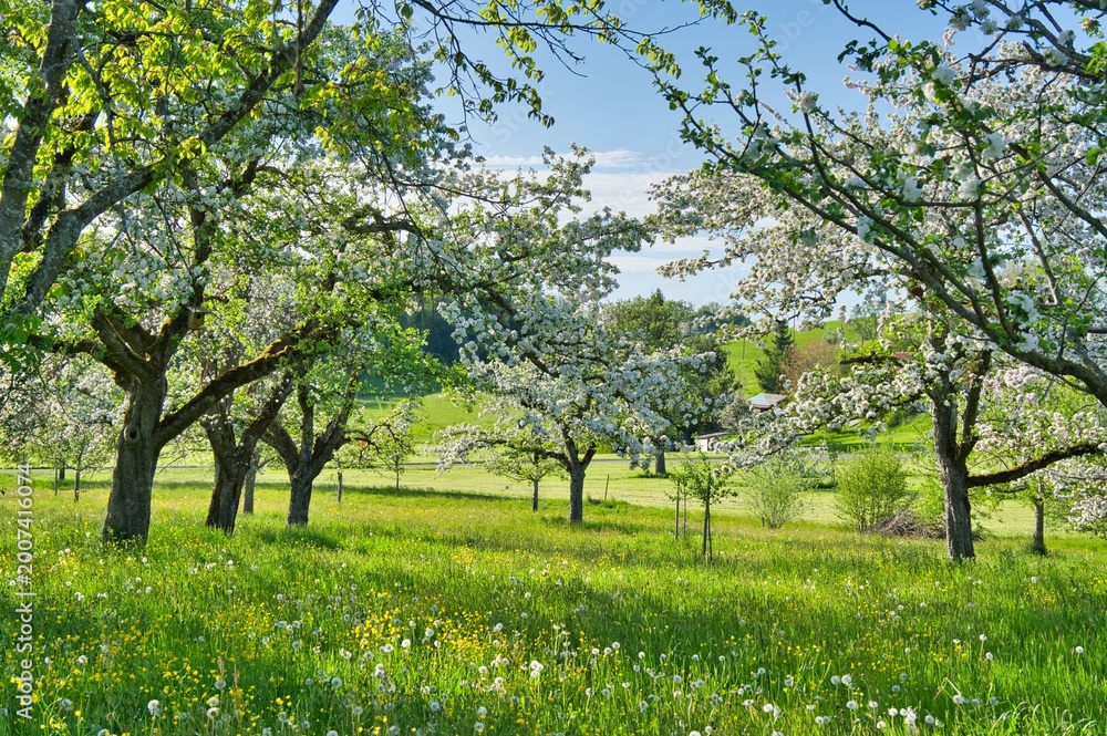 Naklejka premium Achberg im Allgäu