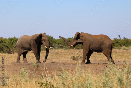 Canvas Print Afrikanischer Elefant / African elephant / Loxodonta africana