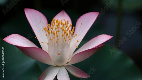 Time-Lapse of a Beautiful Pink Lotus Flower Blooming in a Dark, Serene Pond