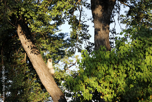 Quadro su tela Grüne Meerkatze / Vervet monkey / Cercopithecus aethiops