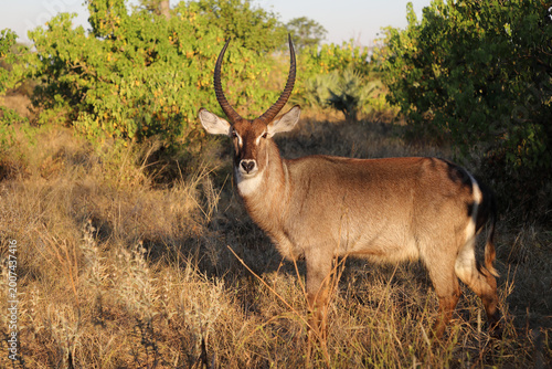 Wasserbock / Waterbuck / Kobus ellipsiprymnus