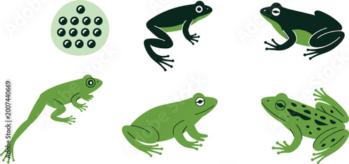 Tableau sur toile Vector set of frog life cycle stages featuring spawn eggs tadpole and adult gree