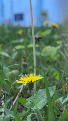 Macro footage of a busy honeybee pollinating a dandelion flower