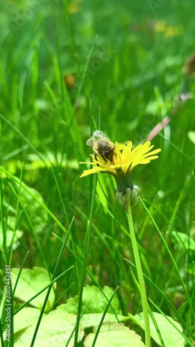 Close up of a honey bee gathering nectar from a bright yellow dandelion