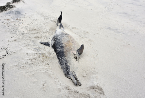 Billede på lærred Deceased Body of a Dolphin in the Sand