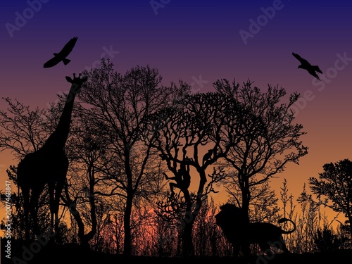 Photography African savanna wildlife silhouettes at sunset with giraffe and lion scenic land