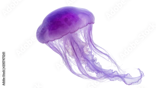 Fototapeta na wymiar Vibrant purple jellyfish with long flowing tentacles, isolated on transparent background