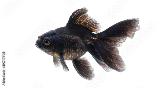 Foto Black moor goldfish with flowing fins, isolated on transparent background