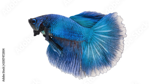 Fotografía Vibrant blue betta fish with flowing fins, isolated on transparent background