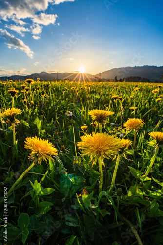 Frühlings Sonnenuntergang Löwenzahn Felder - Hochsteiermark - Steiermark - Österreich