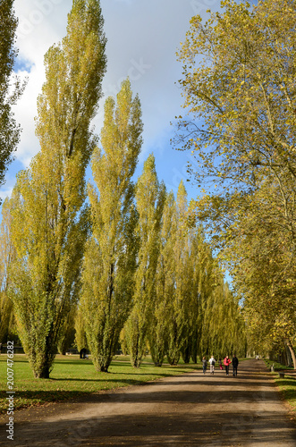 Bild auf Leinwand peuplier dItalie, Parc de Sceaux,