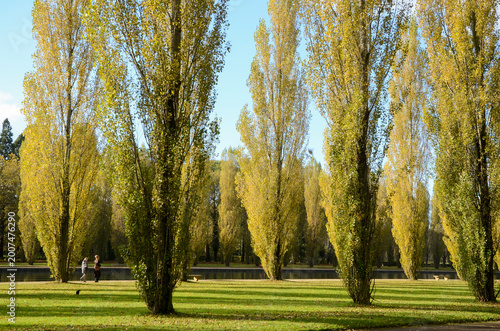 Bild auf Leinwand peuplier dItalie, Parc de Sceaux,