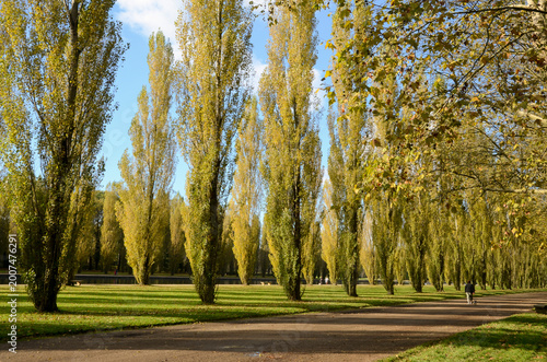 Foto peuplier dItalie, Parc de Sceaux,