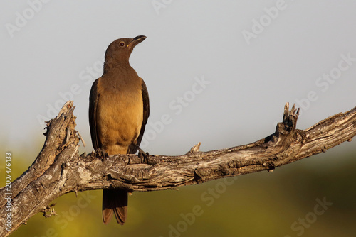 Tableau sur toile Rotschnabel-Madenhacker / Red-billed oxpecker / Buphagus erythrorhynchus