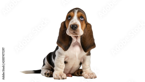 Valokuva Sad Basset Hound puppy with droopy ears, isolated on transparent background