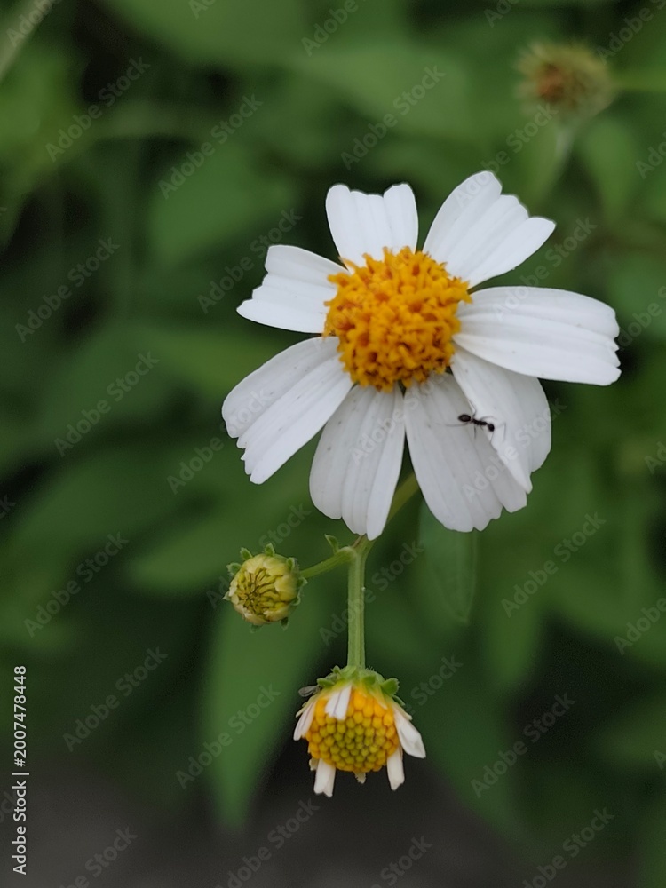 Fototapeta premium white daisy flower