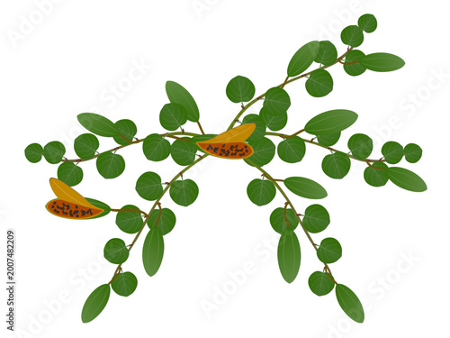 Caper bush with fruits on a white background..eps