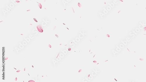 Pink cherry blossom petals falling gracefully on transparent background, Cherry Blossom Transition,
cherry blossom particle animation, alling cherry blossom petals on black background
