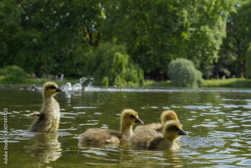 Billede på lærred Canada Goose Goslings Swimming on a Pond in London Park