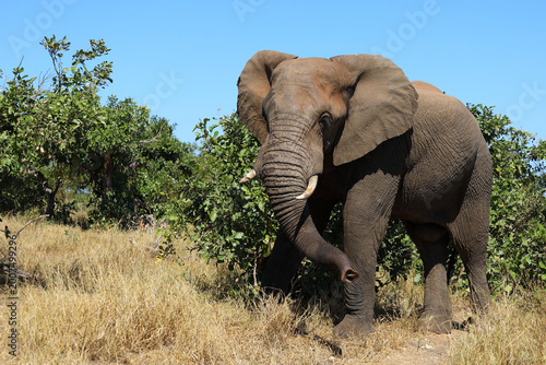 Photography Afrikanischer Elefant / African elephant / Loxodonta africana