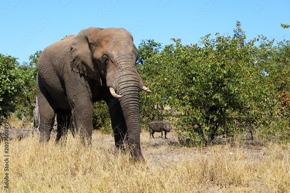 Fototapeta premium Afrikanischer Elefant und Warzenschwein / African elephant and Warthog / Loxodonta africana et Phacochoerus africanus