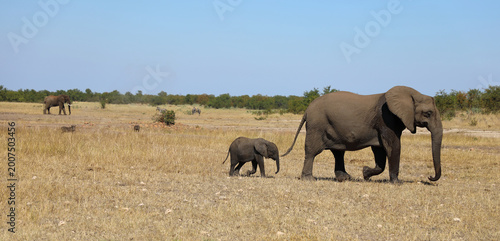 Canvas Print Afrikanischer Elefant / African elephant / Loxodonta africana