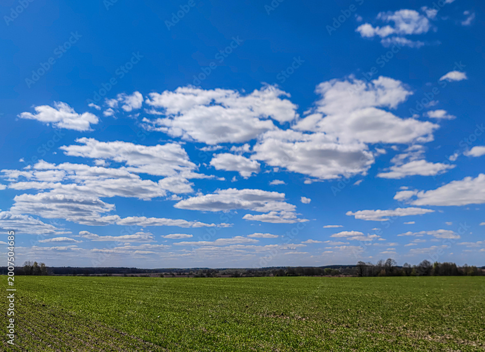 Obraz premium Wide Green Field Under a Bright Blue Sky with Cumulus Clouds