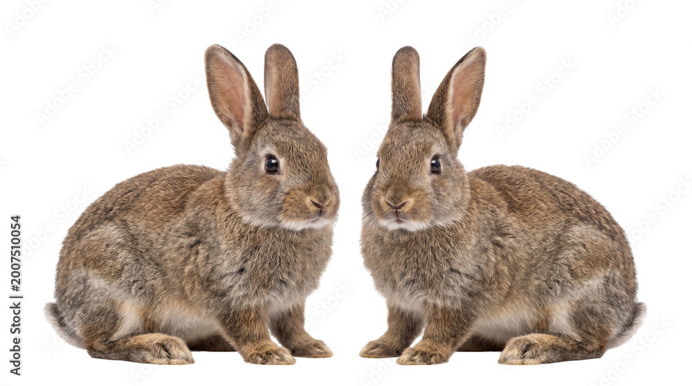 Obraz premium Two adorable brown rabbits, with soft fur and alert eyes, standing calmly isolated on a crisp white studio background, showcasing their gentle beauty and curious nature
