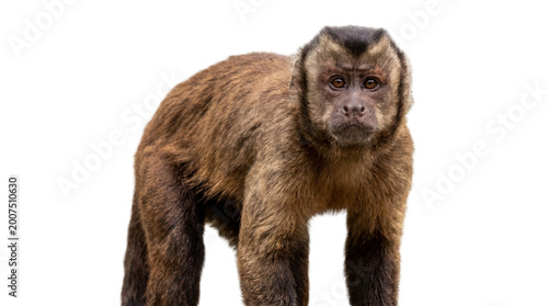 Photos Capuchin monkey portrait, intelligent eyes and expressive features, showcasing p