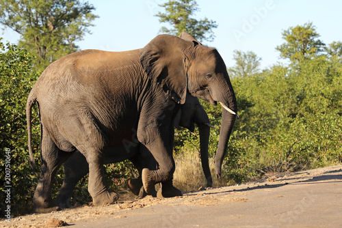 Photography Afrikanischer Elefant / African elephant / Loxodonta africana