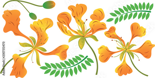 Valokuva Delonix regia with an orange-yellow variant