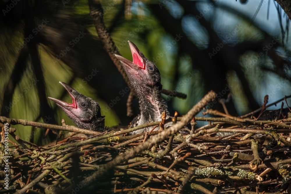 Fototapeta premium zwei Rabenkrähen im Nest