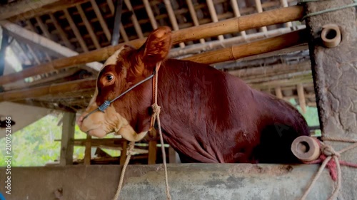 A brown and white cow stands tied in a rustic wooden and concrete barn stall.