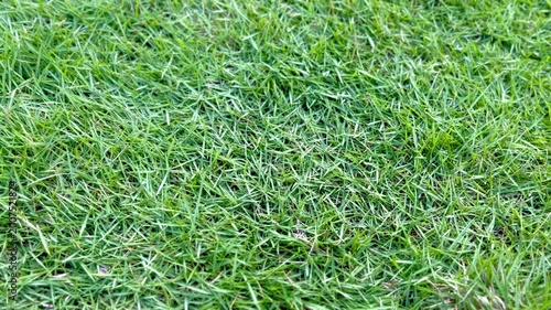Close-up view of vibrant green grass blades covering a natural outdoor lawn surface.